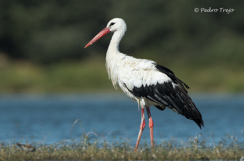 Cigüeña blanca (Ciconia ciconia)